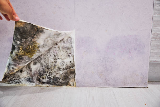 Spinnerstown, PA Mold Remediation Company